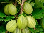 Крыжовник уральский изумруд