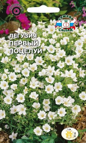 Легузия Первый поцелуй