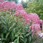 Посконник Атропурпуреум