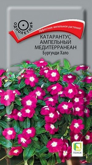 Катарантус Медитерраниан Бургунди Хало (Код: 92230)