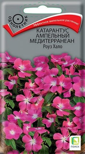 Катарантус Медитерраниан Роуз Хало (Код: 93189)