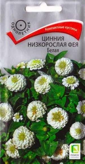 Цинния Фея белая (Код: 86251)