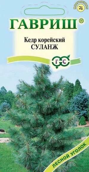 Сосна Суланж кедровая корейская (Код: 93274)
