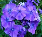 Флокс Блу Парадайс метельчатый