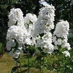Флокс Вайт Адмирал метельчатый