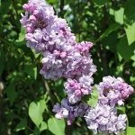 Флокс Лаванделвольке метельчатый