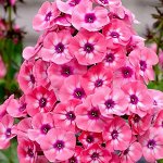 Флокс Ларисса метельчатый