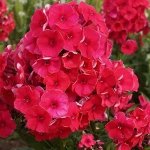 Флокс Ред Райдинг Худ метельчатый