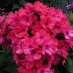Флокс Старфайр метельчатый