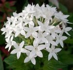 Флокс Царевна лебедь метельчатый