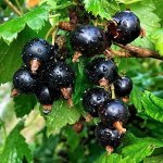 Смородина Р9(0,5 литра)