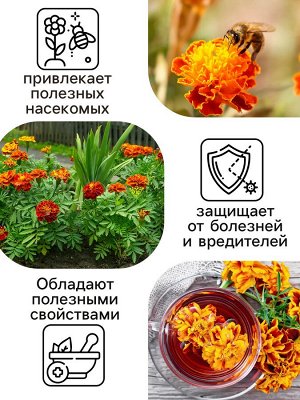 Семена цветов Бархатцы отклонённые "Медок", смесь, 0,3 г