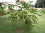 Орех манчжурский