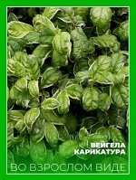 Вейгела Карикатура
