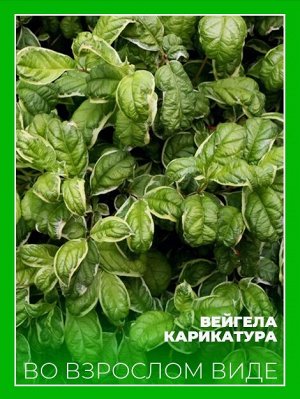 Садовый центр Вейгела Карикатура