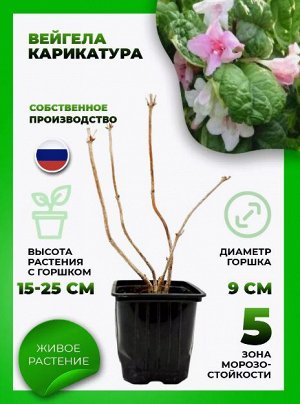 Садовый центр Вейгела Карикатура