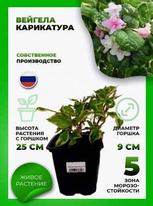 Садовый центр Вейгела Карикатура