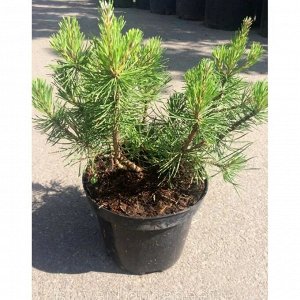 Саженец сосны Горная