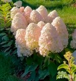 Гортензия Шугар Раш (Сахарная лихорадка) метельчатая