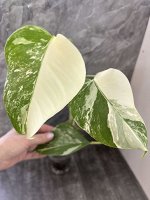 Монстера Альба Вариегатная
