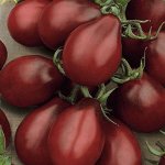 Томат Груша Черная
