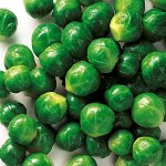 Капуста брюссельская Командор