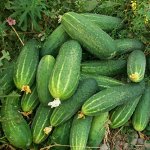 Огурец Феникс - 640