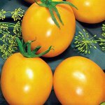 Томат Де Барао Золотой (Марс) (для теплиц,желтый,овальный,60-70г,консервный)