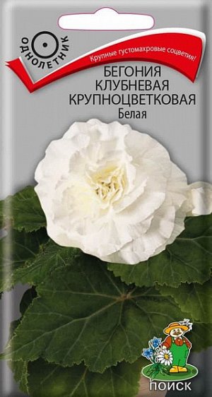 Бегония клубневая крупноцветковая Белая