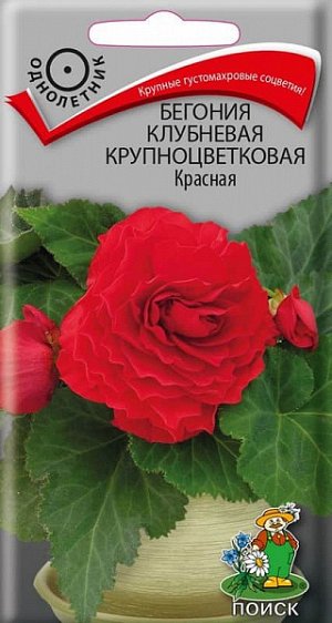 Бегония клубневая крупноцветковая Красная