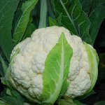 Капуста цветная Гарантия