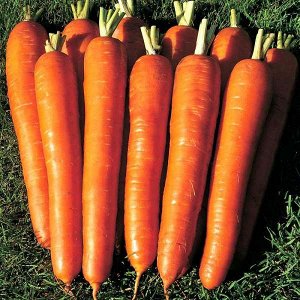 Морковь Витаминная 6 ЧБ