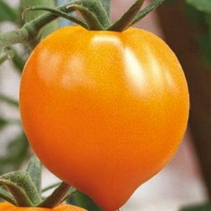Томат Оранжевое сердце