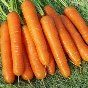 Морковь Нантская 4 ЧБ