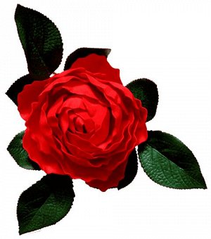 Роза красная (водоплавающая)