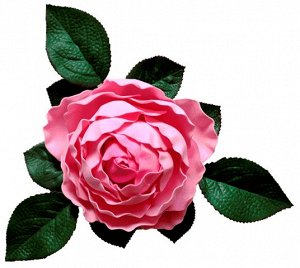 Роза розовая (водоплавающая)