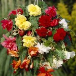 🌷 Семена от бегонии до петунии