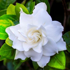 Гардения жасминовая Белоснежная роза