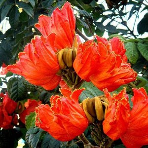Спатодея Африканское тюльпанное дерево