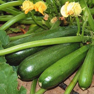 КАБАЧОК ДЕЛИКАТЕС (ЦУККИНИ)