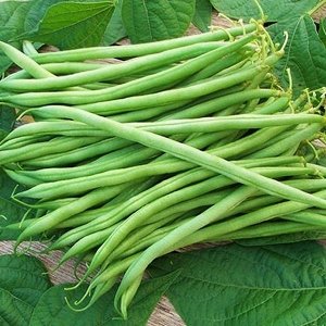 Фасоль Зеленый гигант (спаржевая)