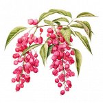 Эфирное масло ПЕРЕЦ РОЗОВЫЙ, Schinus terebinthifolius 5  мл.