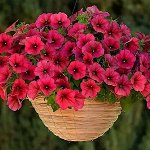 Семена, удобрения, садовые штучки, товары для дачи