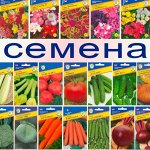 Скидка 50% на Семена. Дачный Сезон