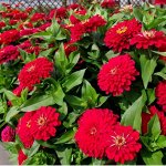 🌸 Семена Партнёр. Яркие цинии, петунии, колеусы, матиоллы