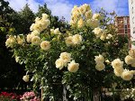 Саженцы розы Elfe
