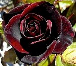 Саженцы розы Black Magic
