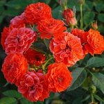 Саженцы розы Grimpant Orange Meillandina