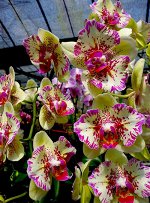 Phal. I-Hsin Spot Leopard (peloric)
