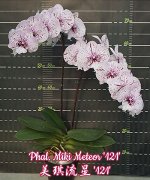 Phal. Miki Meteor &#039;121&#039;